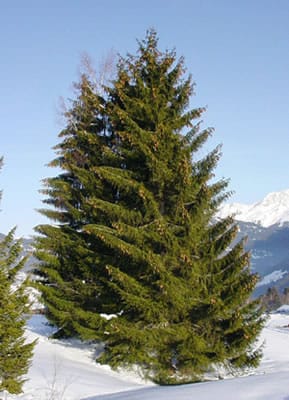 Spruce tree.