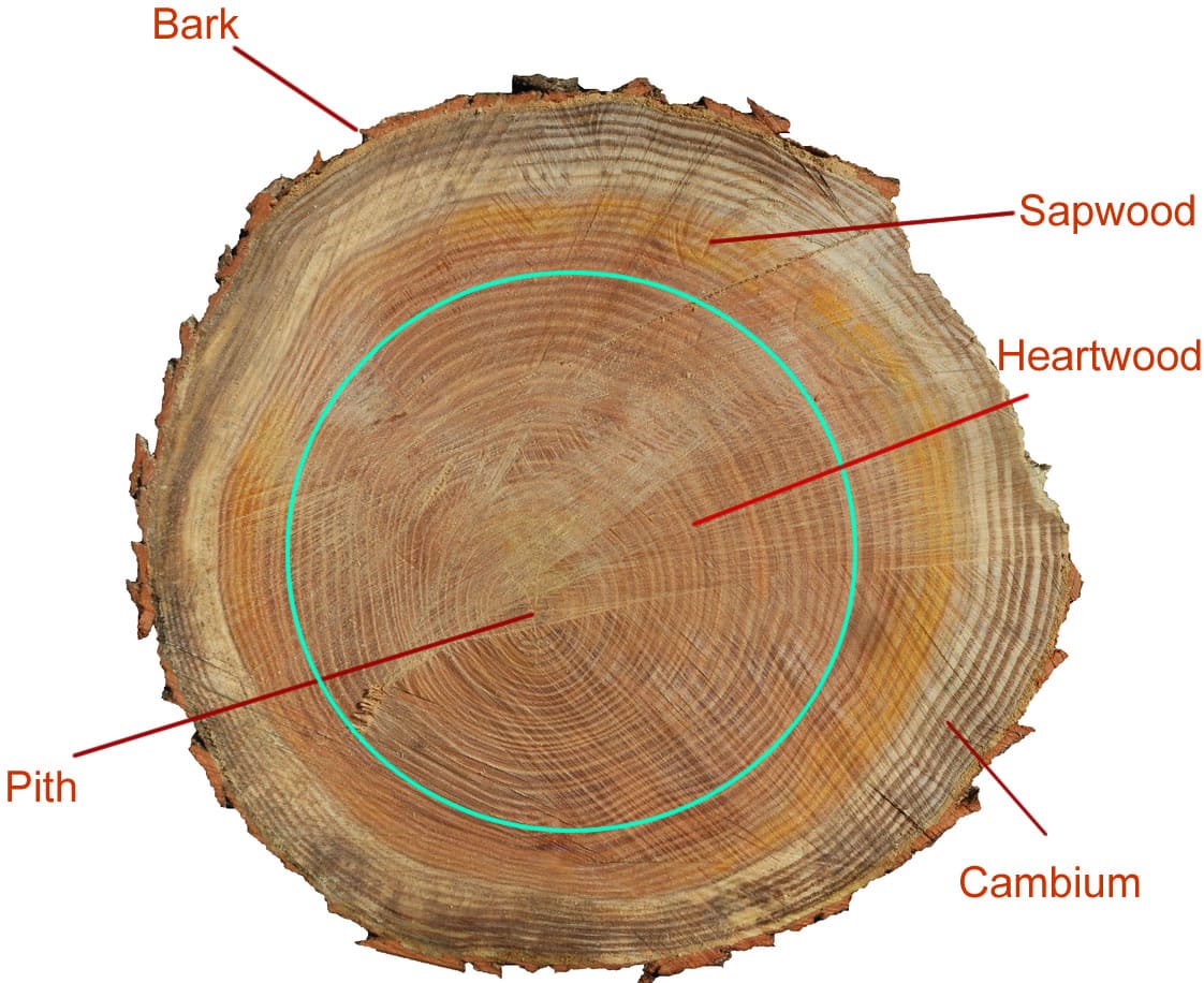 Parts of a tree trunk