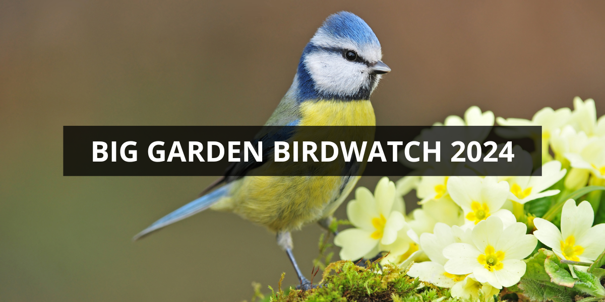 Big Garden Birdwatch 2024